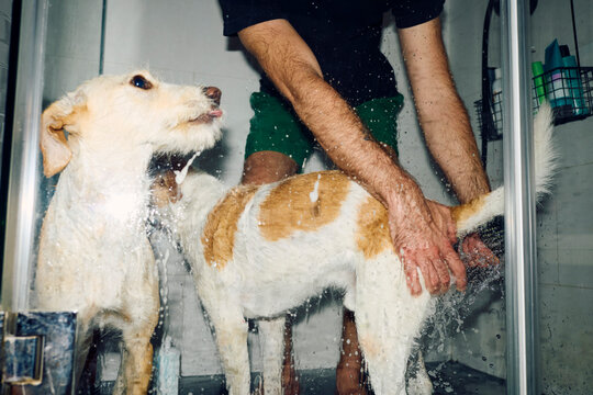Owner cleans his dogs in the shower
