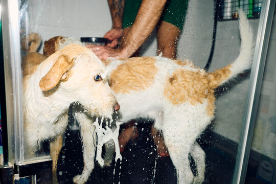 Dogs Getting Washed In The Shower