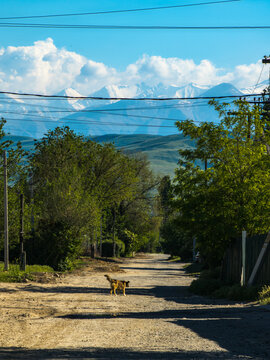 Dog Walking on Dirt Road in Rural Kyrgyzstan