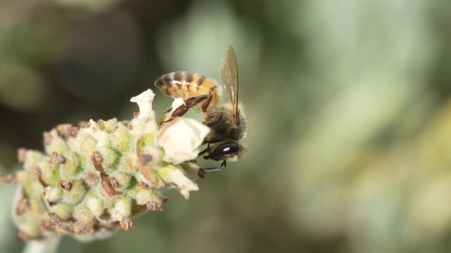 Honey Bee Feeding on White French Lavender with Proboscis in Slow Motion. Macro slow-motion footage of a honey bee (Apis mellifera) crawling around a white French lavender flower spike .