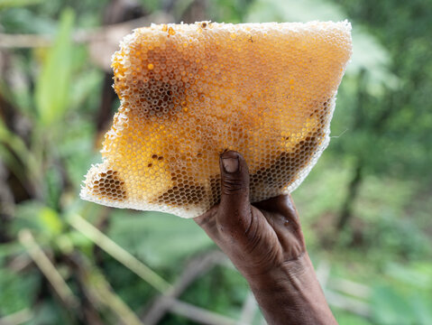 Traditional Bee Keeping 