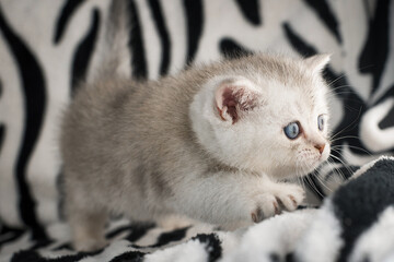 Close up profile portrait of a cute white kitten looking sideways © Aliaksandr