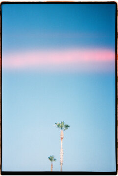 Minimalist palm trees under pink light sky