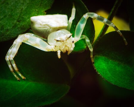 Translucent crab spider with banded legs resting on a dark green leaf edge