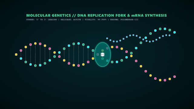 Detailed animation showing dna replication fork mechanism and mrna synthesis process