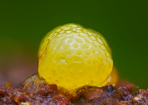 Honeycomb Coral Slime Mold. it's a small protist organism