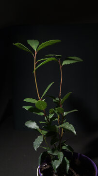 Young bay laurel (Laurus nobilis) growing as a potted plant against a dark background, with upright stems and evergreen aromatic foliage.