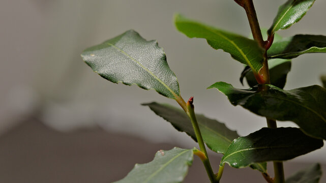 Close-up of a pruned bay laurel (Laurus nobilis) branch with evergreen aromatic leaves, showing new growth on a cultivated culinary herb.