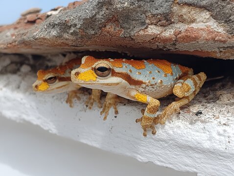 Two colorful frogs peeking out from under a piece of wood  