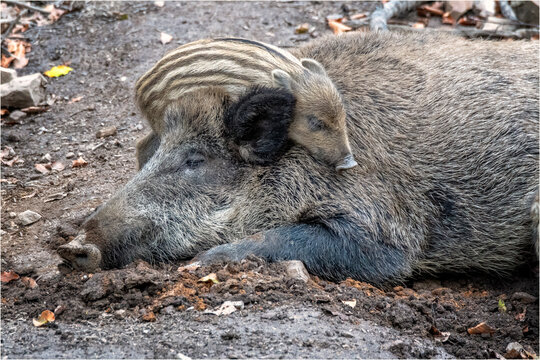 Wildschwein Frischlinge
