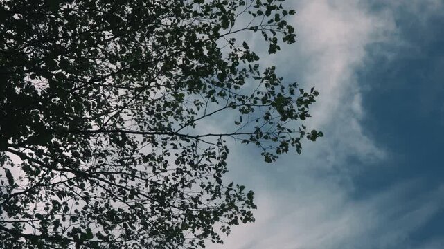 Looking up at delicate branches of a tall tree with drifting clouds in the background
