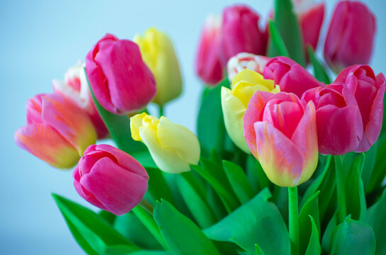 Mix of tulips flowers background