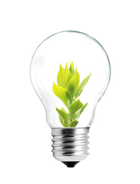 Light bulb with sprout inside isolated on white background. Green energy