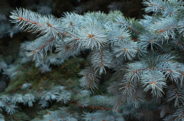 Branches of blue fir tree. Background © nata777_7