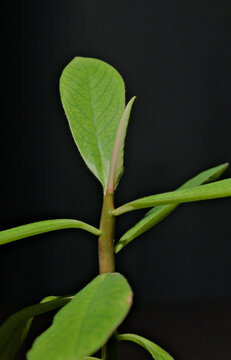 Close-up of fresh new leaf growth on Euphorbia grantii, also known as Synadenium grantii, showing the stem, leaf veins and developing foliage of the succulent plant.
