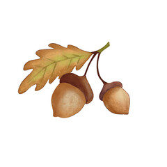 Watercolor oak leaf and acorns botanical illustration  © Kristiyan