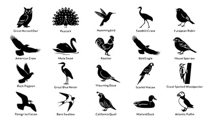 Naklejka premium Diverse Bird Black Silhouette Vector Collection, Wildlife and Nature Icon Pack