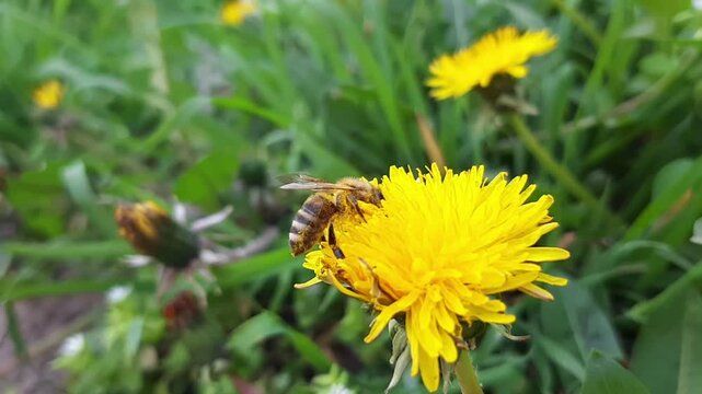 Macro video of honey bee gathering pollen on bright yellow dandelion flower. Insect pollinating wildflower in green grass on sunny spring day.
