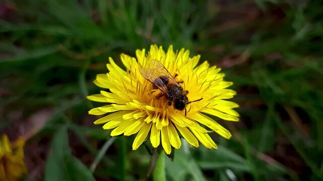 Macro video of honey bee gathering pollen on bright yellow dandelion flower. Insect pollinating wildflower in green grass on sunny spring day.