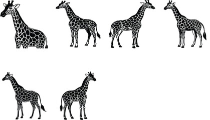 Obraz premium Standing giraffe illustration, simple black and white coloring page for kids