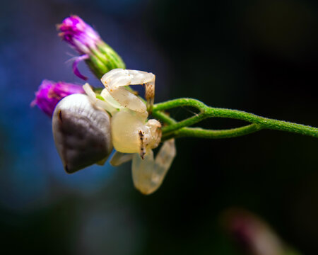 Translucent crab spider resting on a stem near a purple flower with a blurred background