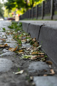 Fallen leaves and organic debris accumulated along a roadside curb on a city street, with shallow depth of field and blurred urban background