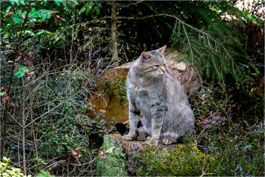 Wildkatze