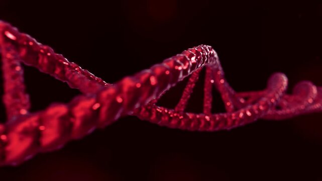 Red 3D DNA double helix spinning slowly against dark red background DNA strand genetics biology science genome DNA strand genetics biology science genome