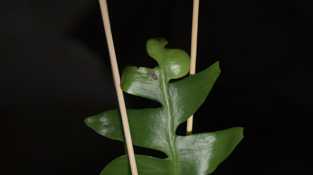 Close-up of an orchid cactus (Epiphyllum sp.) showing a flattened, deeply lobed green stem growing between plant supports against a dark background.