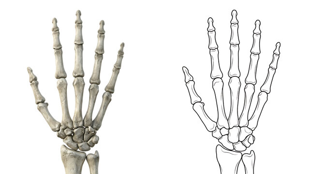 Human hand skeleton anatomy, realistic 3d render and line art illustration, helloween, helloween 2026, helloween png, helloween element isolated on transparent background