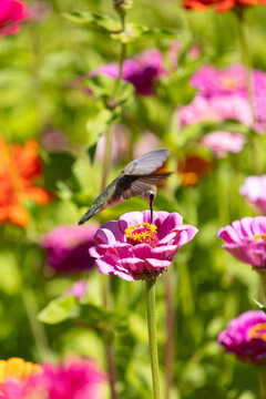 Anna's Hummingbird seeks nectar from a zinnia flower in Northern California