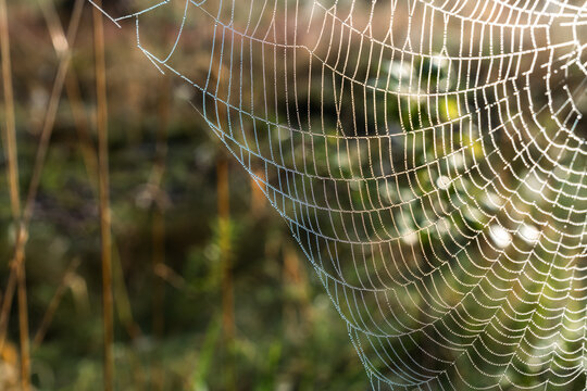 Dew-covered spider web glowing in warm morning sunlight with green natural background and ample copy space.