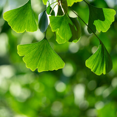 Naklejka premium Close-up of Ginkgo biloba leaves back lit.