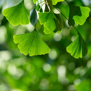 Close-up of Ginkgo biloba leaves back lit.