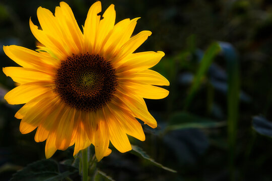Close up of a sunflower in full bloom in rural Tennessee