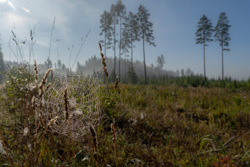 Obraz premium Dew-covered spider web among wild grasses in a misty forest clearing on a sunny autumn morning.