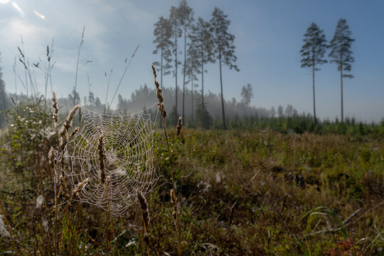 Dew-covered spider web among wild grasses in a misty forest clearing on a sunny autumn morning.