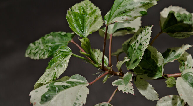 Close-up of green and cream variegated leaves of Chinese hibiscus (Hibiscus rosa-sinensis).