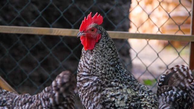 Close-up of a speckled rooster with a red comb behind a wire fence on a farm