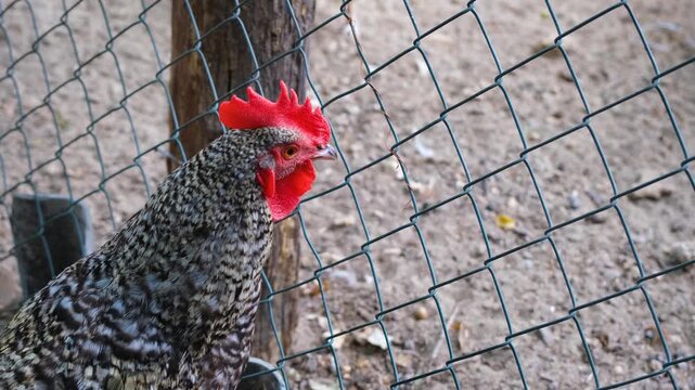 Close-up of a speckled rooster with a red comb behind a wire fence on a farm