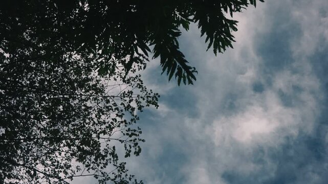 Looking up at delicate branches of a tall tree with drifting clouds in the background
