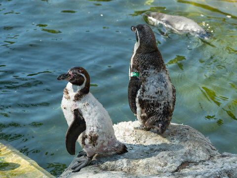 A Humboldt penguin swimming in the water and two others watching it from a rock in the zoo.