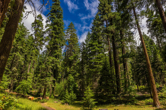 Driving the scenic Green Springs Oregon Highway 66, United States