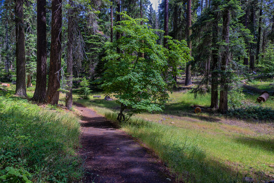 Driving the scenic Green Springs Oregon Highway 66, United States