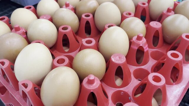 Perspective view of fresh chicken eggs in red plastic crate