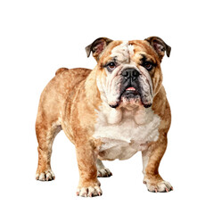 Obraz premium Bulldog standing against a white background with its mouth slightly open