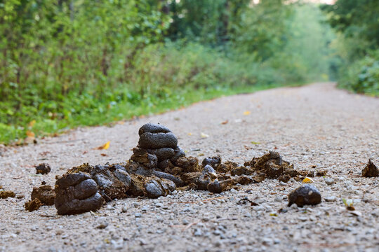 Fresh horse manure pile on a dirt road near Birkensee lake in Bavaria, Germany. Equine feces and droppings on a gravel path through a green summer forest. Concept of nature, tracking and veterinary.