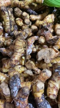 Photo of lengkuas ( Alpinia galanga ) is an Asian kitchen spice, usually also used as a traditional medicine
