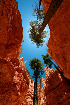 Bryce Canyon view from below