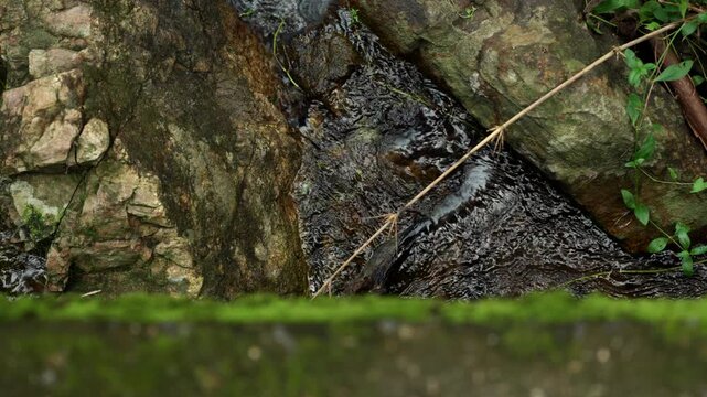 Small stream flowing through a beautiful natural forest. A vital freshwater source that supports biodiversity and healthy ecosystems while highlighting water conservation and a sustainable future.
